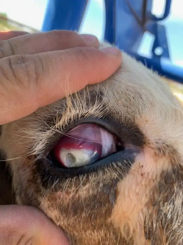 Protecting Cattle from Pink Eye - 3 Tips you need to know | Curicyn