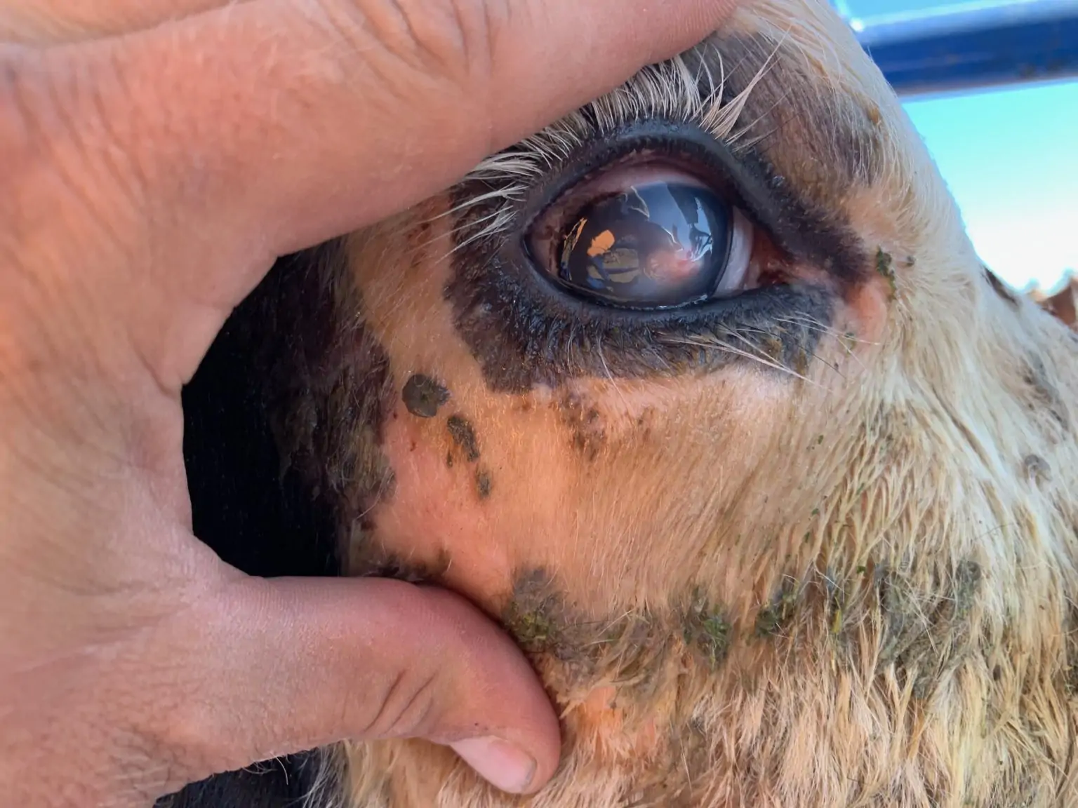 pink-eye-in-cow-intrapalpebral-injection-in-calf-pink-eye-cattle