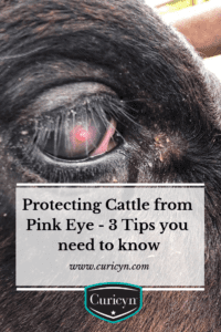 Protecting Cattle from Pink Eye - 3 Tips you need to know | Curicyn