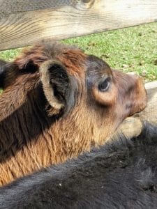 Cow treated with Curicyn Pink Eye Kit