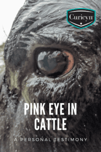 Pink Eye in Cattle a Personal testimony
