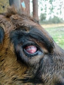 Severe pink eye in Williams cow