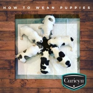 How to wean puppies