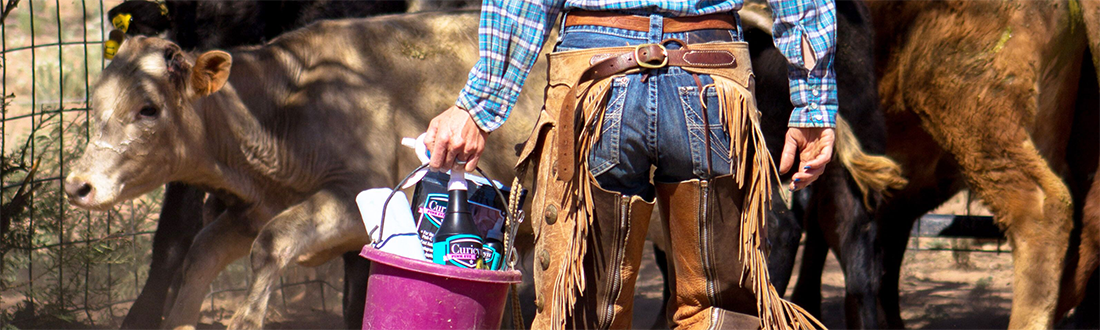 Animal Wound Care Products: Man Carrying Bucket of Curicyn Products Over To Cow