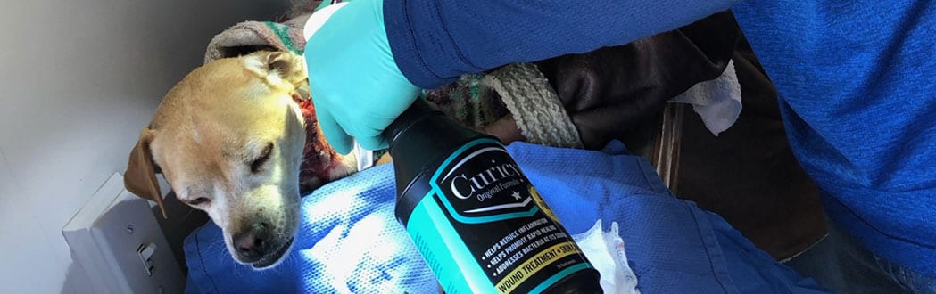 Animal Wound Care Products: Veterinarian Sprays Curicyn On Dog's Wound