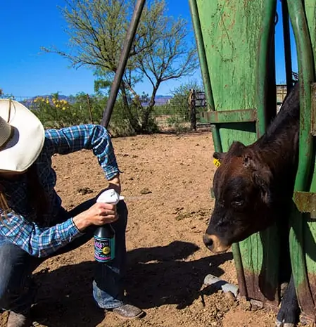 Curicyn at your practice: Farmer Sprays Curicyn On Cow