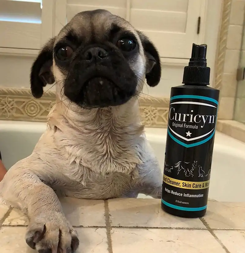 Product Overview: Dog In Bathtub Next To Curicyn