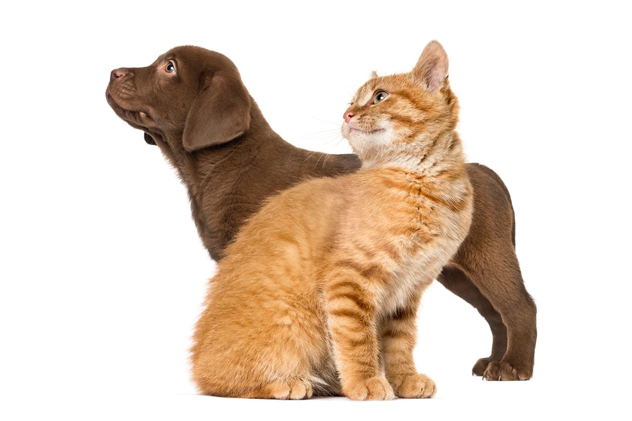 Curicyn Care Tips: Puppy and Kitten