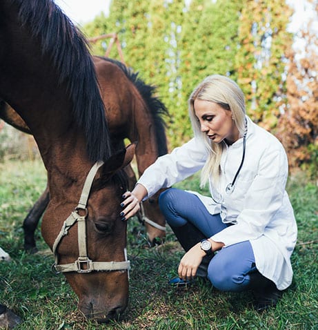 Curicyn For Veterinarians: Vet Gives Horse Exam