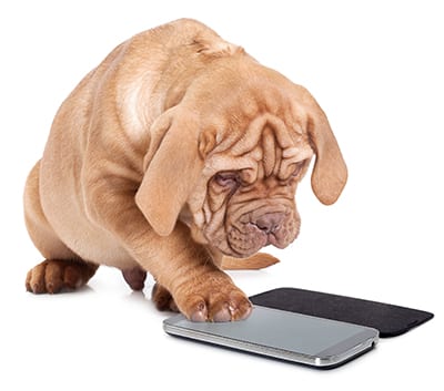 Ask An Expert: Dog Using Smartphone
