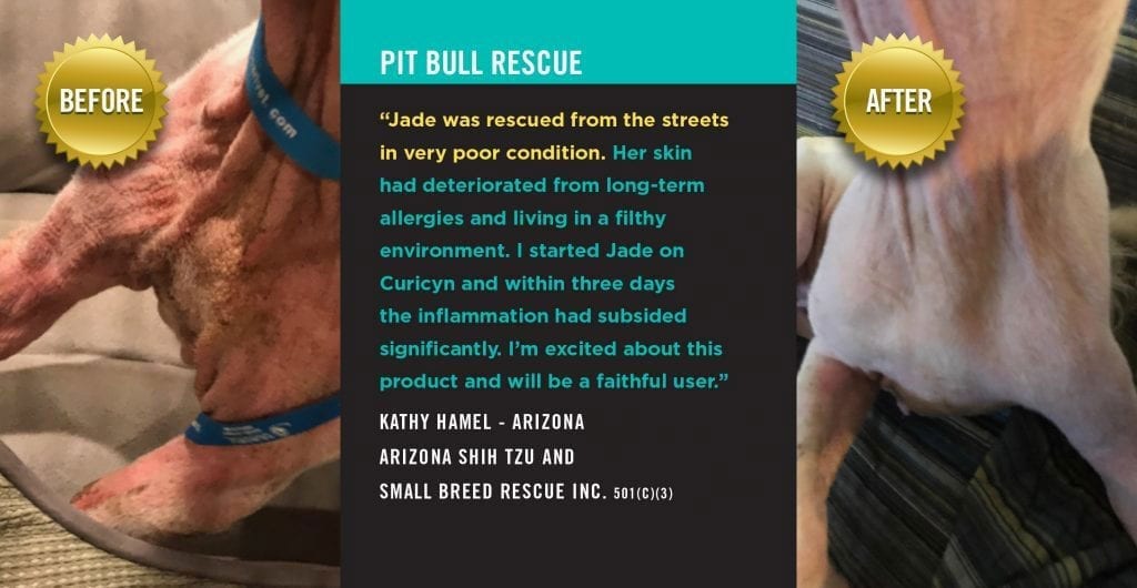 Pitbull Rescue