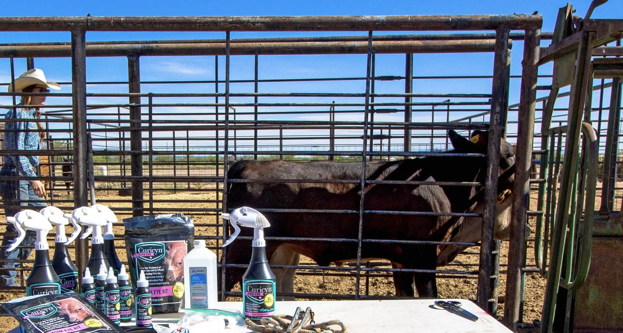 protecting cattle from pink eye 3 tips you need to know curicyn