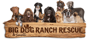 Big Dog Ranch Rescue focused on helping animals