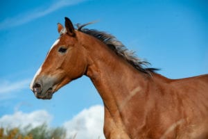 Thrush in horses