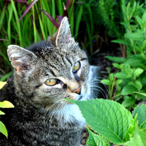 Poisonous plants for dogs and cats