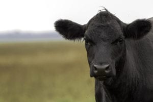 Pink eye in cattle