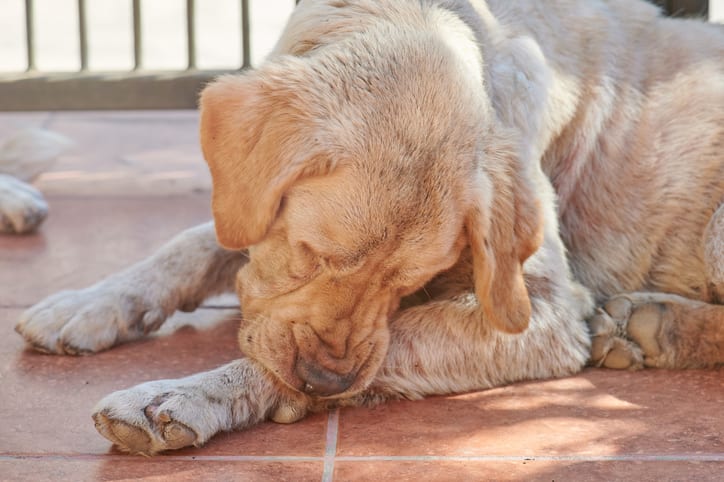 Pet suffering from hot spots on dogs