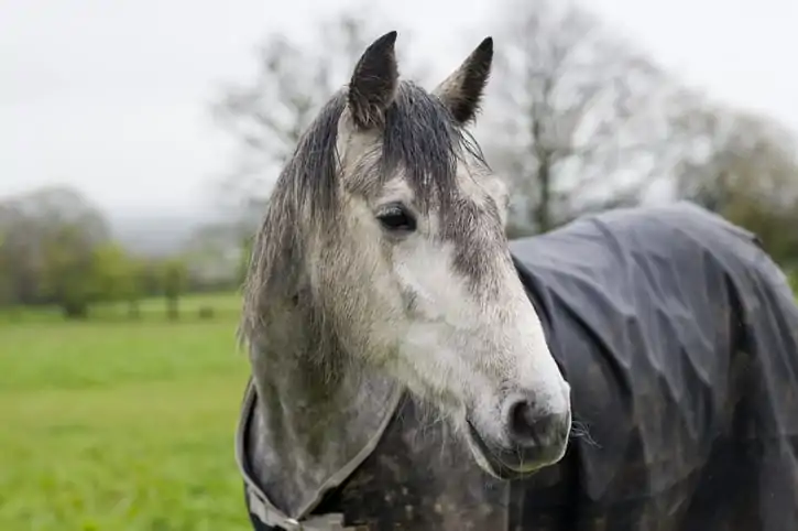 preventing rain rot on horse