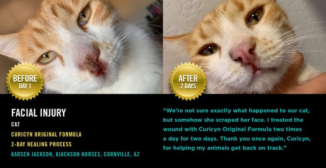 Cat with facial injury used Curicyn Original Formula and his wound started to clear with 2-days