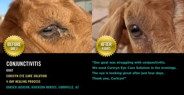 Conjunctivitis in a goat clears after four-days of Curicyn Eye Care Solution
