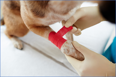 veterinarian bandaging dog leg