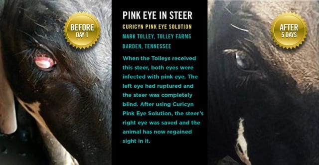 pinkeye cow large animal before and after