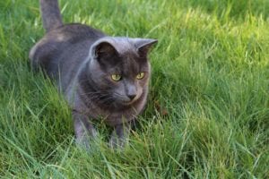 gray cat with yellow eyes in tall grass