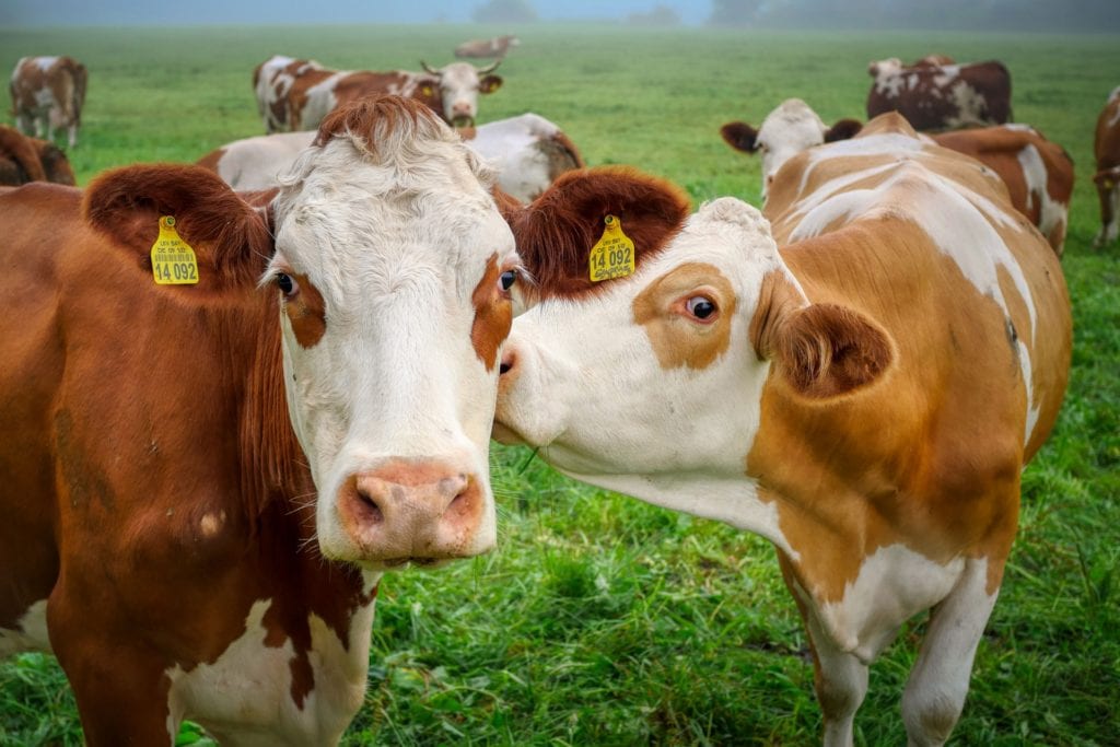 cows standing in field
