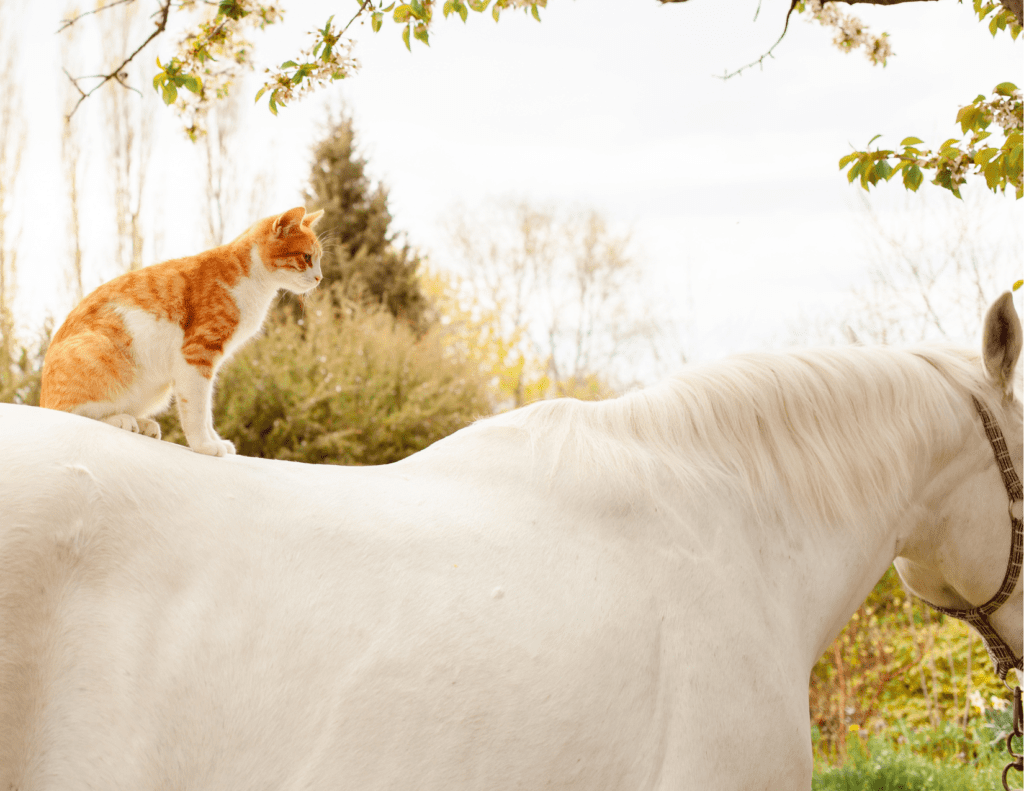 orange and white cat sitting on the back of a white horse outside