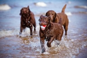 Three chocolate labs running in surf, one holding a ball in its mouth