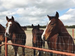 three brown horses standing in a field next to a wire fence