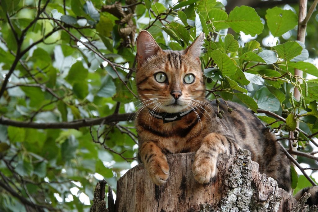 bengal cat in tree