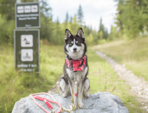 husky dog sitting on boulder at hiking trail head