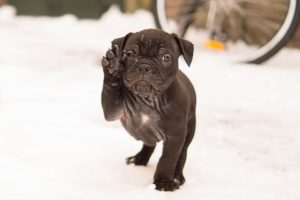 black puppy in snow