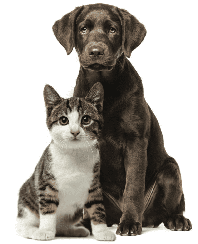 Dog-and-cat