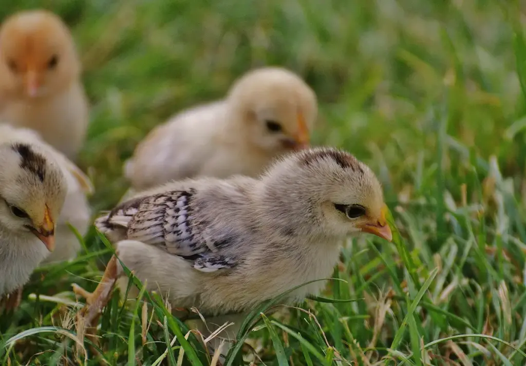 raising chickens to be backyard chickens takes some planning