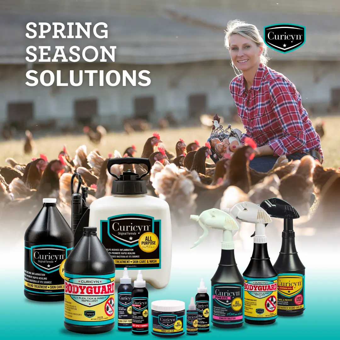Curicyn’s wound care products are safe to use on backyard chickens