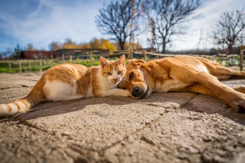 Protect your pets from flies, fleas and ticks