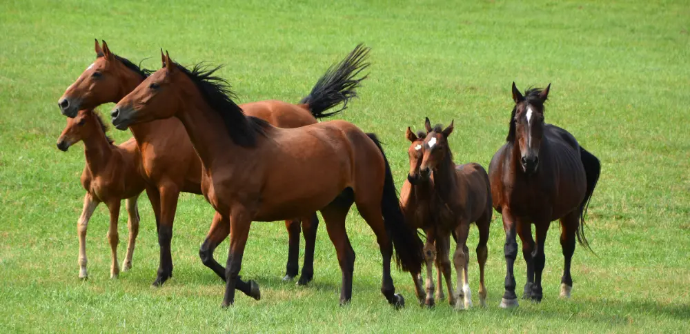 Flies, ticks and fleas can cause health issues for horses