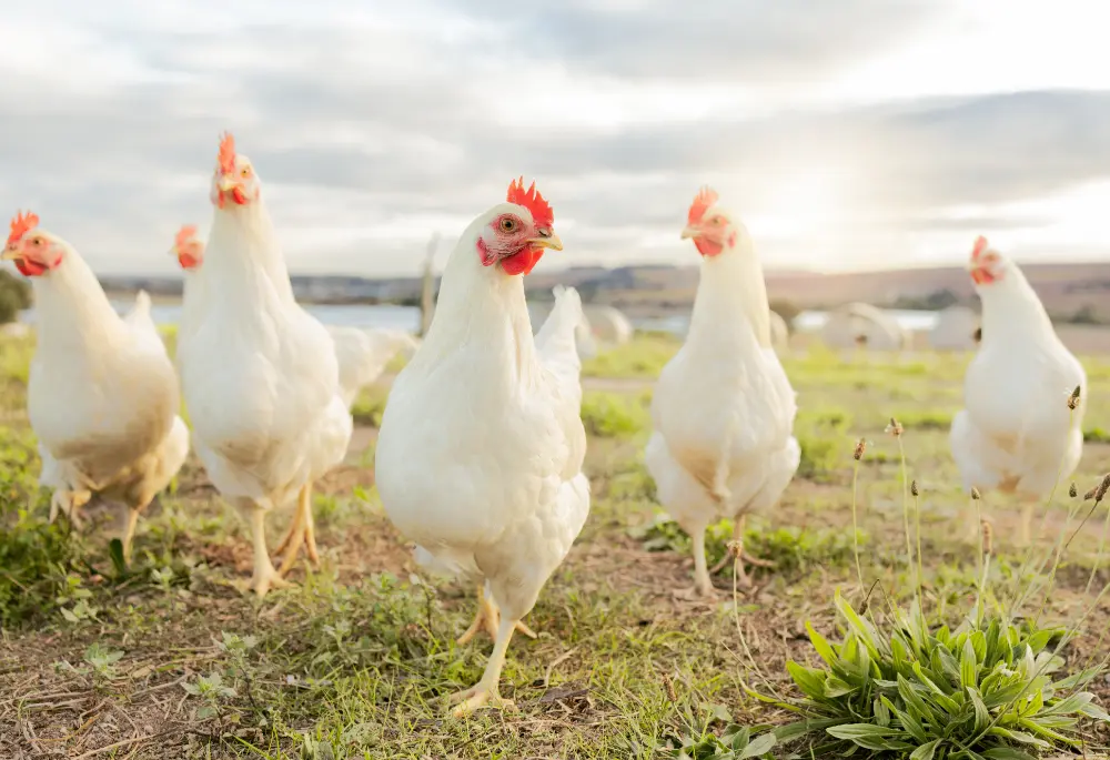 Chickens are at risk from flies and fleas