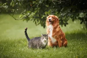 fly, flea and tick prevention for cats and dogs