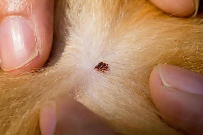 Ticks can pass on Lyme disease to dogs