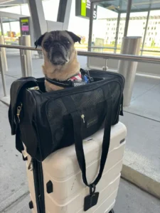 tips for traveling with pets for safe and smooth travels