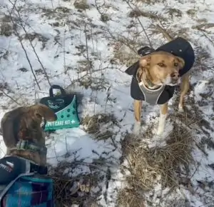 curicyn pet care kit with dogs hiking in winter