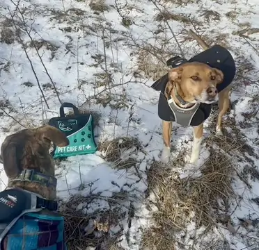 curicyn pet care kit with dogs hiking in winter