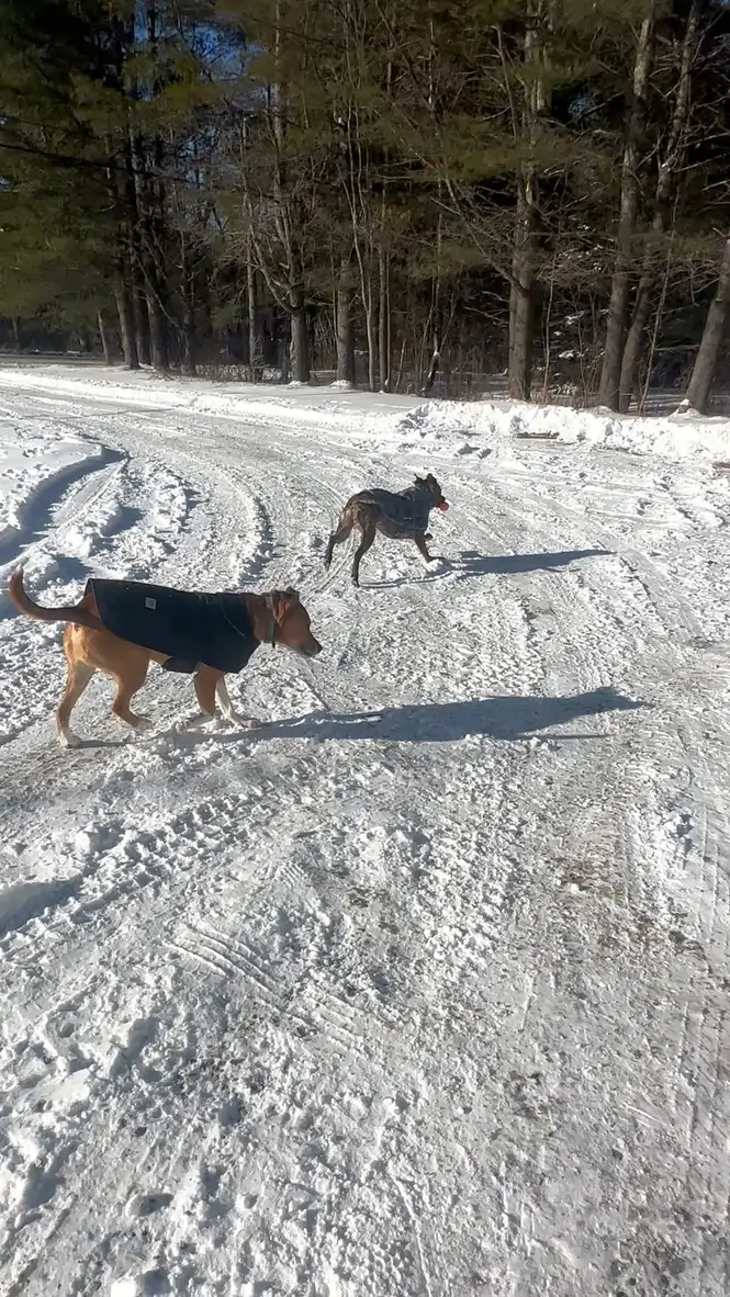 dogs playing fetch in winter 