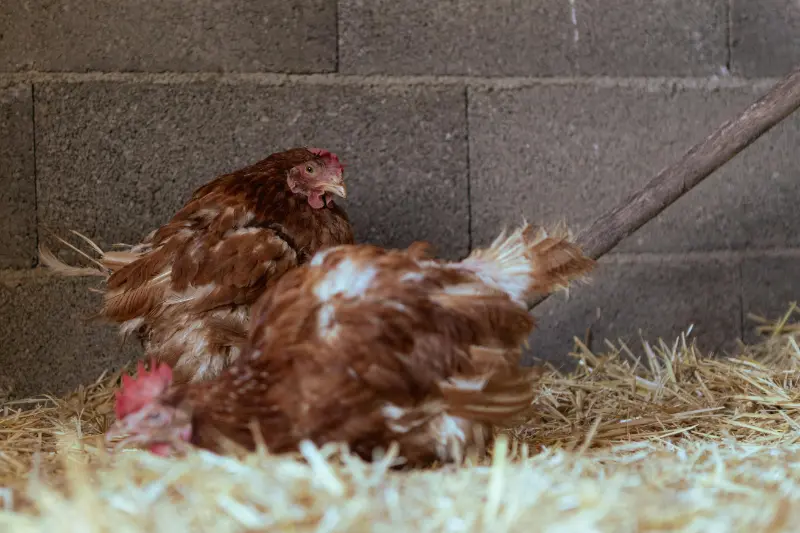 chickens in coop in winter