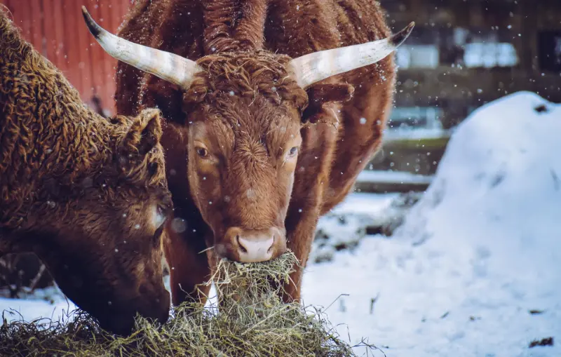 Winter tips for livestock owners