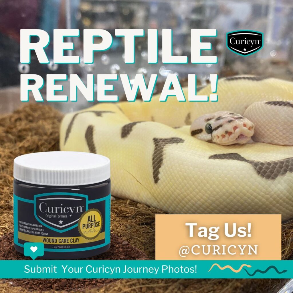 curicyn original wound care formula for reptiles