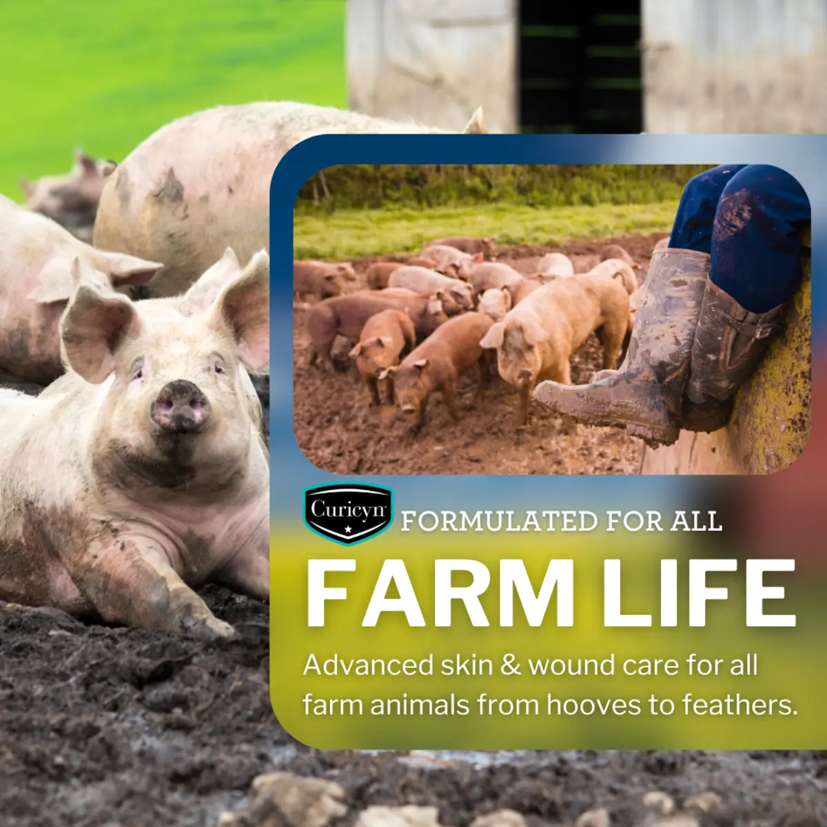 Curicyn wound care helping animals heal and thrive